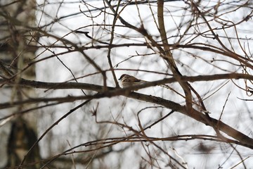 Beautiful little Sparrow sits on the branches of a tree