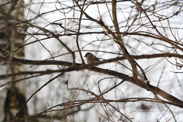 Beautiful little Sparrow sits on the branches of a tree
