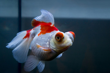 Red and white goldfish