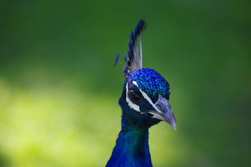 portrait d'un paon
