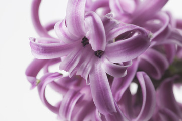 Hyacinth flowers close up