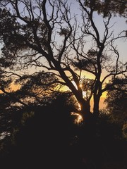 Fototapeta na wymiar yellow sunset through twisty trees