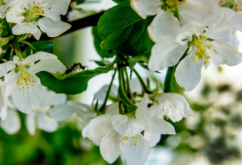 Blossoming apple and ants on its leaves