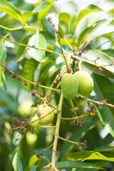 Green mango hanging on tree