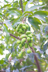 Green mango hanging on tree