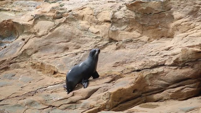 New Zealand fur seal crawling on the rocks walking to another seal