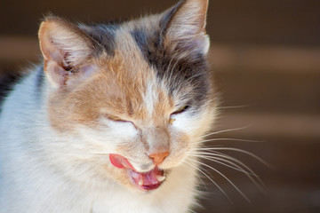 licking cat. Cat with open mouth