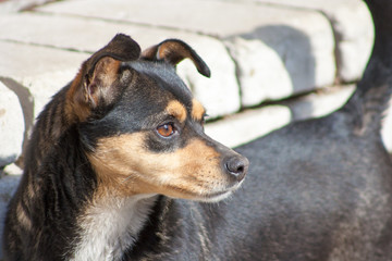 dog looking sideways