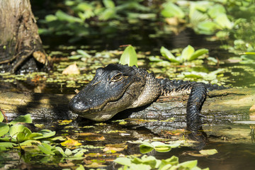 American Alligator Smiling