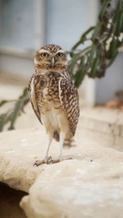 sowa dzika przyroda © Edyta