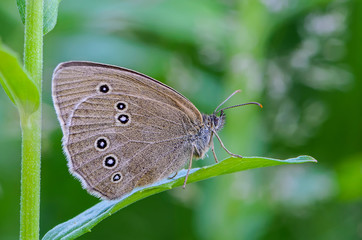 Side view of a butterfly with folded wings