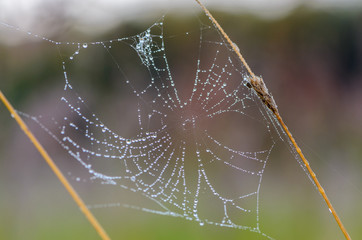 A web with huge holes
