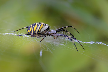 Female of spider-wasp with a striped abdomen