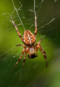 The male of garden-spider is sitting in center of web