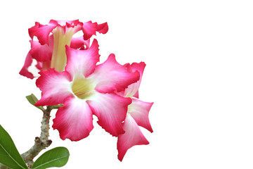 Fototapeta na wymiar Adenium on white background empty space (isolated on white and clipping path)