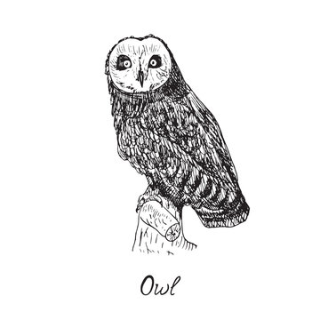 Owl sitting on branch and looking forward, hand drawn doodle, sketch in pop art style, vector illustration with inscription