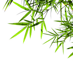 twig and bamboo leaf isolated on white background