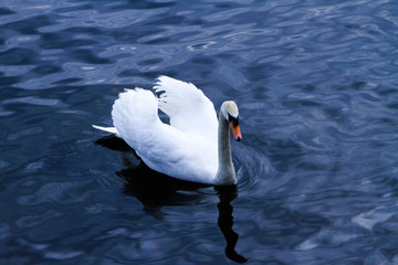 Cigno bianco