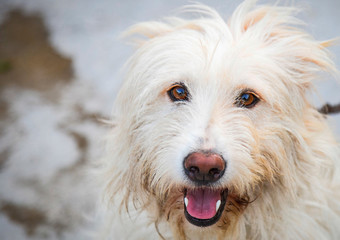 close-up of dog with light hair front view