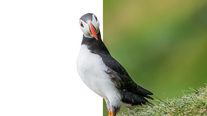 North Atlantic puffins at Faroe island Mykines with effect of presence