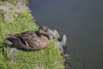 Closeup of duck on meadow near pond