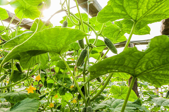 Cucumbers: Planting, Growing and Harvesting Cucumber Plants