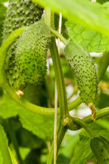 Cucumber Plants growing up in the Garden