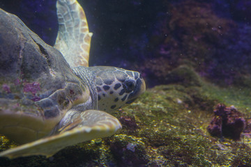 Closeup of sea turtle swimming with background