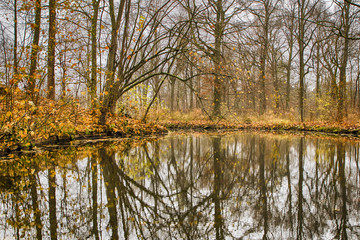 Fototapeta na wymiar Water channel through forest in autumn
