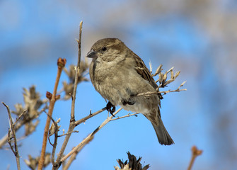 A female House Sparrow (Passer domesticus) perched on a branch. Samara, Russia. Spring, March. 