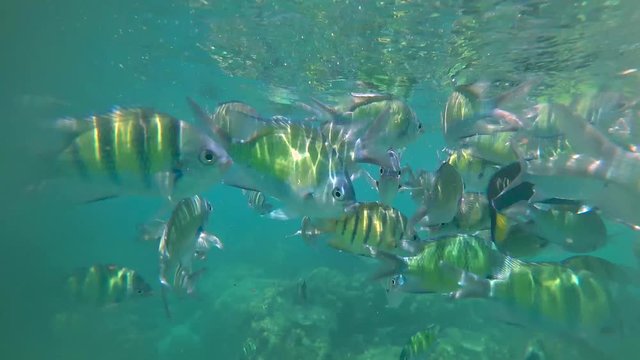 Many Tropical Fish Scissortail Sergeant (Abudefduf sexfasciatus) Underwater
