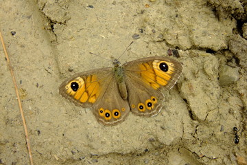 Fototapeta na wymiar Closeup view of butterfly on ground