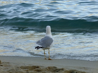 Closeup view of seagull on the seashore