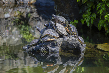 Closeup view of turtles with background