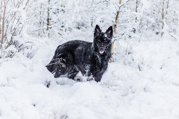 Beautiful black German Shepherd outdoors in the snow playing