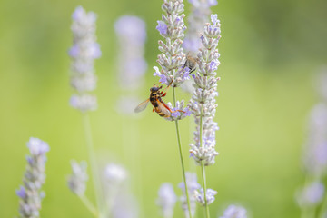 Hornet closeup on lavender flower