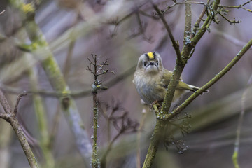 Wintergoldhähnchen (regulus regulus)