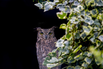 eagle owl closeup with black background