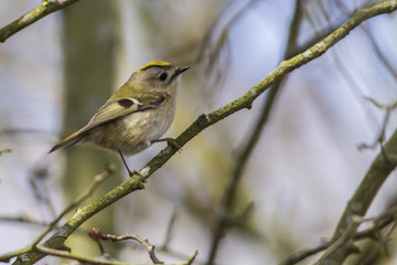 Wintergoldhähnchen (regulus regulus)