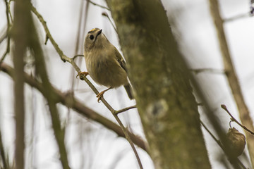 Wintergoldhähnchen (regulus regulus)