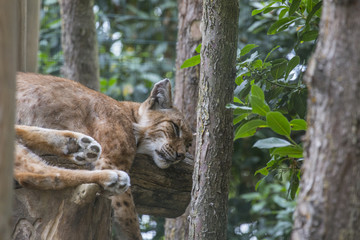 lynx close-up resting over tree trunk
