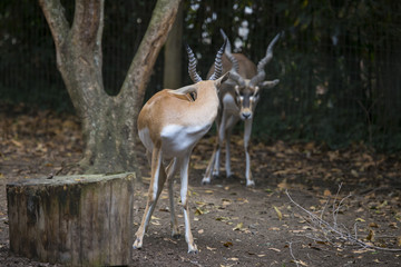 photo of antelope couple in the safari park