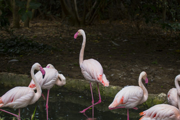 photo of pink flamingos in various poses