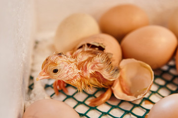Newborn Yellow Chickens on a Poultry Farm in Incubator