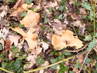 close up mushroom caps on forest floor woodland uk