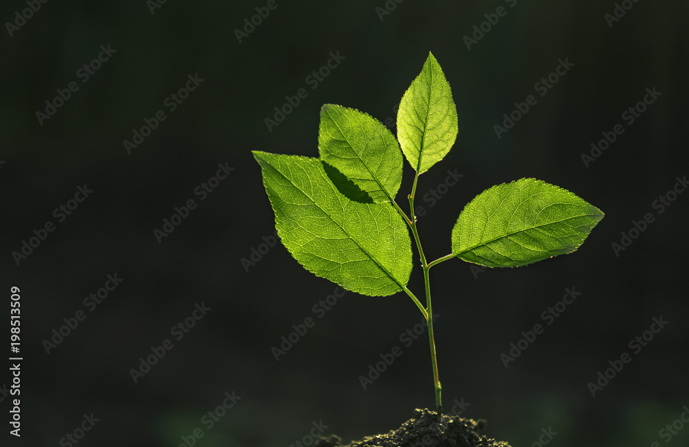 Wall mural tree seedling