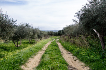 Plakat Old road on Crete, countryside, in the olive grove 