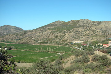 Fototapeta na wymiar Panorama of vineyards along the line of the Crimean mountain range on a sunny summer day.
