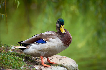 Mallard (Anas platyrhynchos)