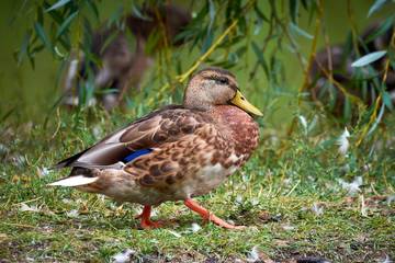 Mallard (Anas platyrhynchos)